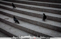 Montreal Pigeins
